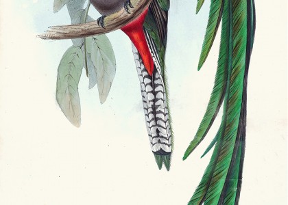 Respledent Trogon