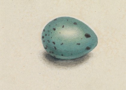 A Bird’s Egg