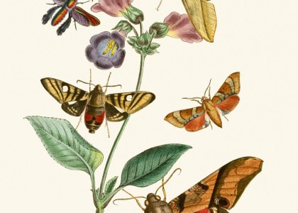 The cabinet of oriental entomology Pl VII