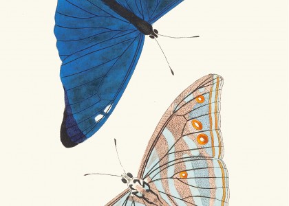 Papilio Adonis