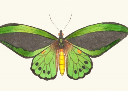Papilio priamus