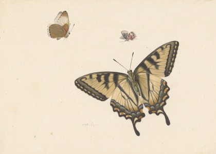Drie vlinders