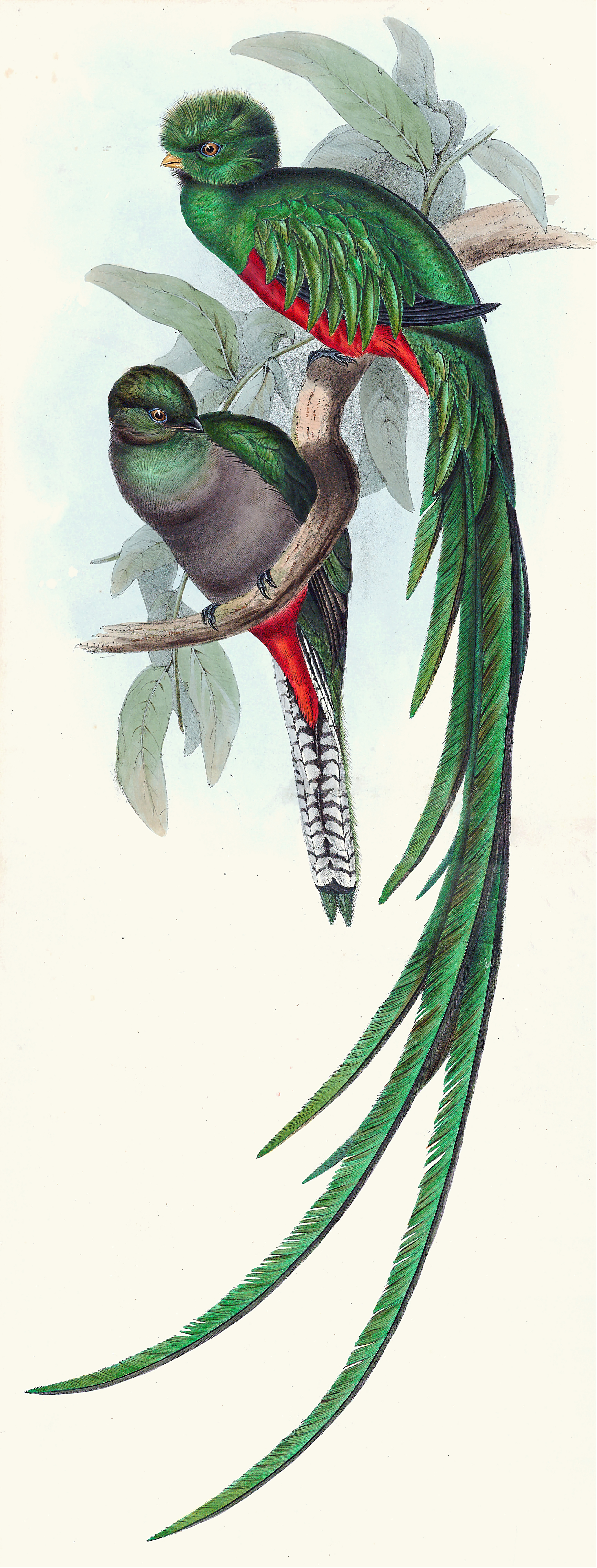 Respledent Trogon