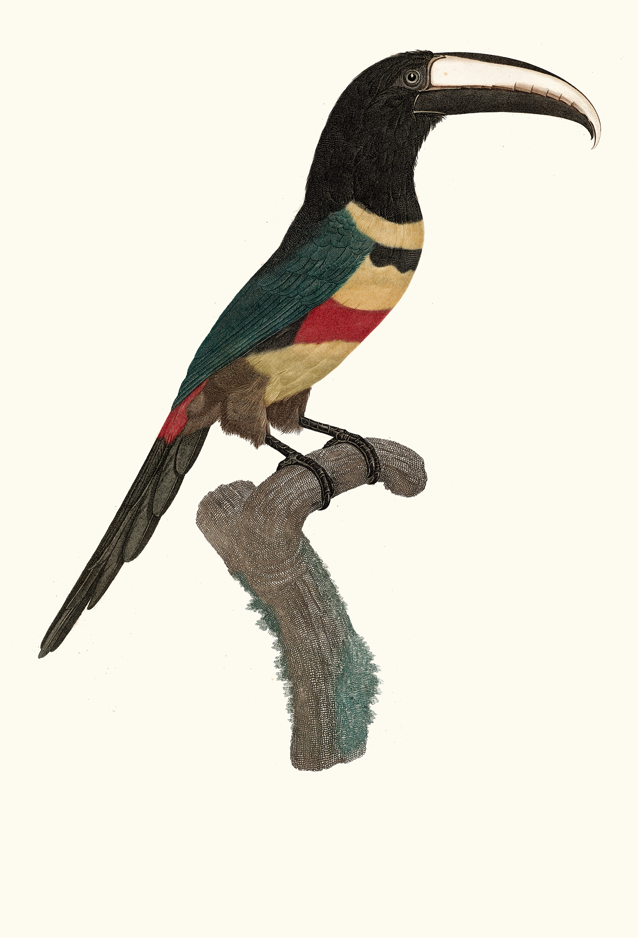 L’Aracari, à double ceinture